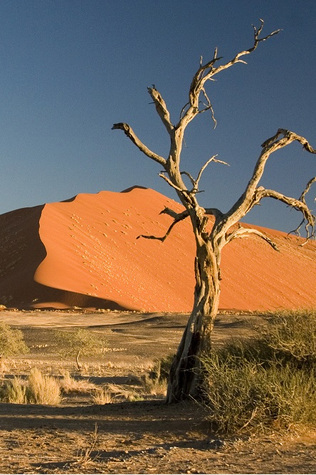 El árbol de la buena muerte (ebook)