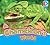 A Chameleon's World (Eyediscover, 2)