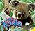 I am a Koala