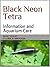 Black Neon Tetra (Tetras Bo...