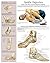 Ankle Injuries e-chart: Quick reference guide