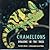 Chameleons: Dragons in the Tree