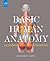 Basic Human Anatomy: An Essential Visual Guide for Artists