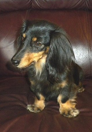 Dachshunds Weiner Dogs Long Haired Daschunds Wire Haired
