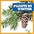 Plants in Winter (What Happens in Winter?)