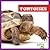 Tortoises (Reptile World)