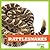Rattlesnakes (Reptile World)
