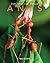 Ants: Amazing Pictures & Fu...
