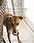 The Holistic Dog: Inside th...