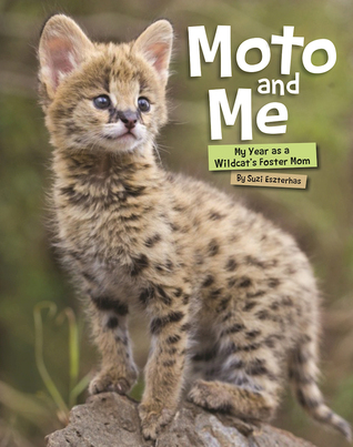 Moto and Me: My Year as a Wildcat's Foster Mom (Hardcover)