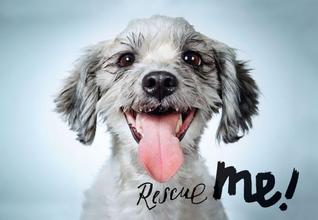 Rescue Me! Dog Adoption Portraits and Stories from New York City