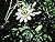 Passiflora caerulea: blue p...
