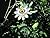 Passiflora caerulea: blue passion flower