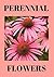 Perennials flowers perennial flower types by Jim Dwyer