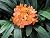 Clivia miniata