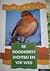 De roodborst dichtbij en ver weg (vogels rondom ons, #13)