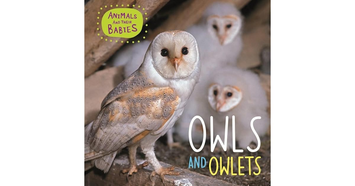 Owls and Owlets by Annabelle Lynch