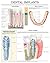 Dental implants e chart: Full illustrated