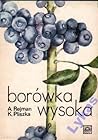 Borówka wysoka Borówka wysoka
