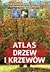 Atlas drzew i krzewów. 140 gatunków dziko rosnących i uprawianych w Polsce