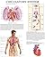 Circulatory system: E-chart Full illustrated