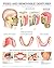 Fixed and removable dentures e chart: Full illustrated