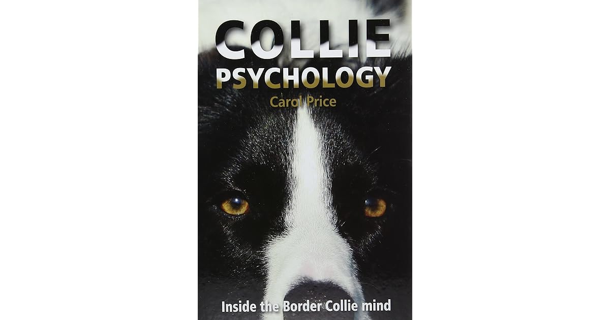 carol price border collie