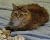Sunshine My Breast Cancer Survivor and Therapy Kitty! by Jay Kyle Petersen