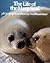 The life of the harp seal
