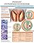 Primary Hyperparathyroidism e chart: Full illustrated