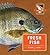 Fresh Fish (Reel Time)