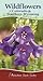 Wildflowers of Colorado & S...