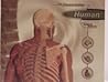 Dissectable Human: Systems Anatomy (WINDOWS/MACINTOSH CD-ROM)