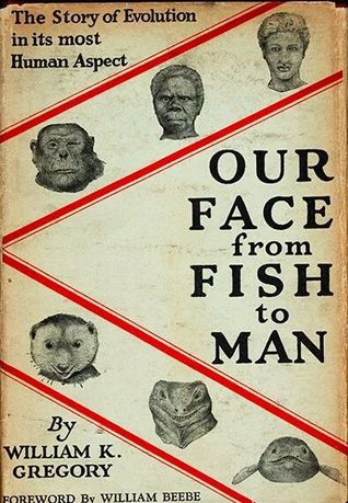 Our Face From Fish to Man: The Story of Evolution in Its Most Human Aspect (Hardcover)