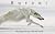 BORZOI: The dogs that run l...