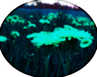 Girl Detective & the Mystery of the Sap-Stained Skirt (ebook)