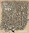 The Beautiful Brain by Larry W. Swanson