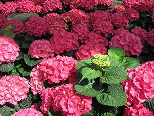 Hydrangea childhood memories with my grandmother.: Hortensia
