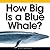 How Big Is a Blue Whale?