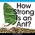 How Strong Is an Ant?