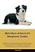 Miniature American Shepherd...