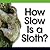 How Slow Is a Sloth?