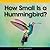 How Small Is a Hummingbird?
