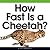 How Fast Is a Cheetah?