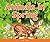 Animals in Spring