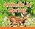 Animals in Spring