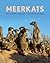 Meerkats