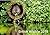 British Wildlife 2015 2015:...