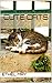 Cute Cats
