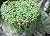 String of pearls is a creeping perennial succulent vine . by Maya Baron